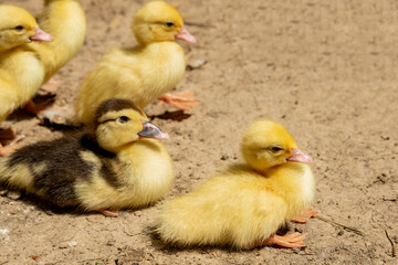 Mother duck with her ducklings. There are many ducklings following the mother.
