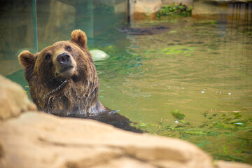 Brown grizzly bear smiling while swimming in a pool on a hot summer day at the St. Louis, Missouri...