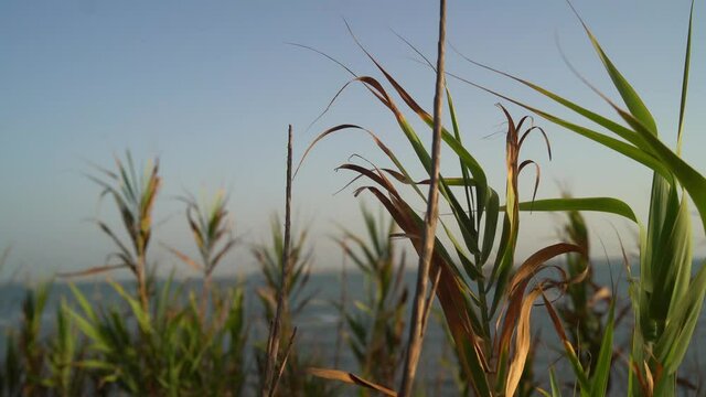 juncos moviendose por el movimiento en un peque&ntilde;o acantilado del puerto de santa maria,cadiz
