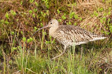 Eurasian curlew, Numenius arquata walking in a summery bog in Norhern Finland. 