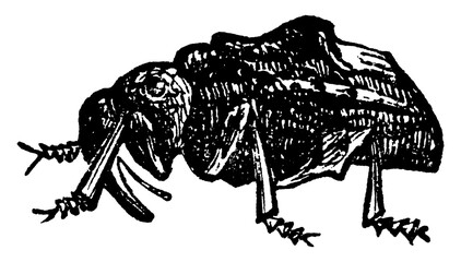 Plum Curculio, vintage illustration. © Morphart