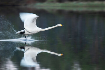 A large and white European water bird Whooper swan, Cygnus cygnus taking off with a long exposure and blurry wings on a taiga lake near Kuusamo, Northern Finland. 