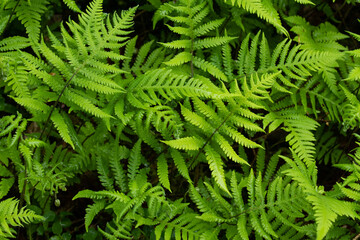 Lush and green ferns in boreal forest of Estonia, Northern Europe. 
