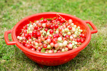 Basket of freshly picked red currants in a basket on a summer garden lawn.