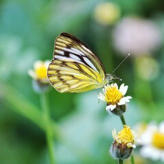 butterfly on yellow flower