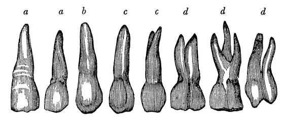 Upper Jaw Teeth, vintage illustration. © Morphart