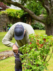 Man harvesting ripe red currants from a red currant bush in a summer garden.