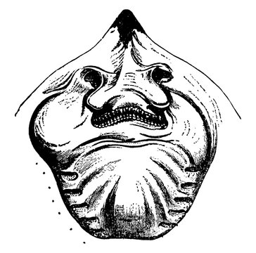 Raia Lemprieri, vintage illustration.