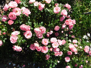 pink and white flowers