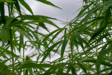 canabis on marijuana field farm sativa weed hemp hash plantation panorama