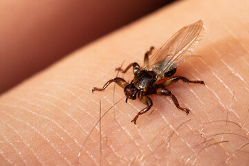 A macro close-up of parasite Deer fly, Lipoptena cervi, on a hairy sking during autumn in boreal...