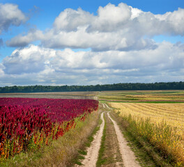 amaranth red plants field and dirty road under cloudy blue sky, agriculture, harvest and farming concept.