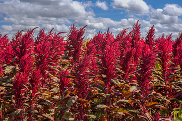 Amaranthus field natural plant colorful landscape