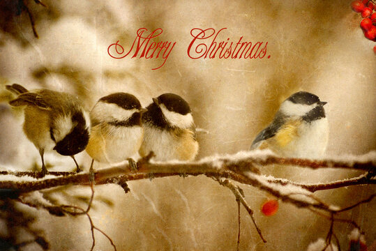 Vintage style Christmas card, bird theme, with english language greeting.