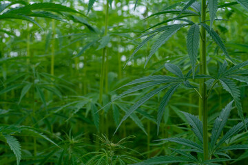 Naklejka na ściany i meble canabis on marijuana field farm sativa weed hemp hash plantation panorama
