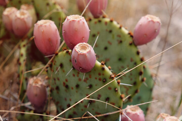 prickly pear cactus fruit close up