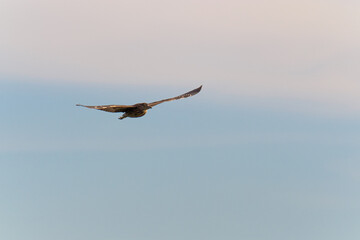 Night heron in flight on a blue sky at sunset