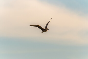 Night heron in flight on a blue sky at sunset