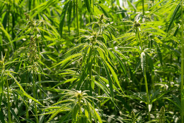 canabis on marijuana field farm sativa weed hemp hash plantation panorama