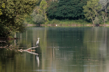 Great white egret on the lake at sunrise