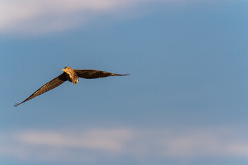 Night heron in flight on a blue sky at sunset