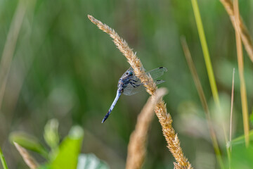 Blue dragonfly in nature