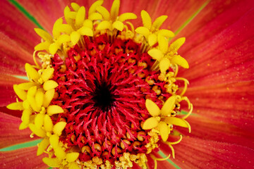 Macro photo top view of the center of the flower with stamens and pollen, copyspace