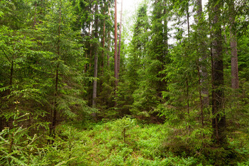 Lush and green summery baltic boreal coniferous forest in Estonian nature, Northern Europe. 