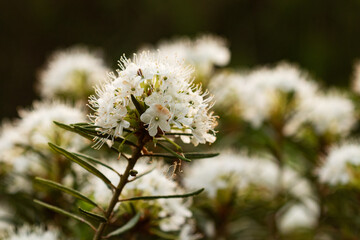 Marsh labrador tea, Rhododendron tomentosum also know as Wild rosemary as natural remedy flowering during sunset in Estonian wild bog, Northern Europe