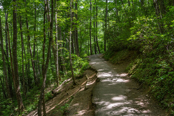 Obraz premium A hiking trail passes through Great Smoky Mountains National Park, Tennessee