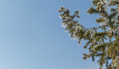 Christmas tree branches. Needles are covered with white snow and frost. Background - blue sky. Selective focus. Concept - the holiday of Christmas, New Year.