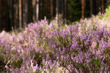 Obraz premium Flowering pink Common heather, Calluna vulgaris in Estonian bog forest.