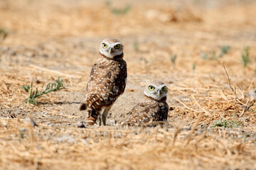 Burrowing Owl