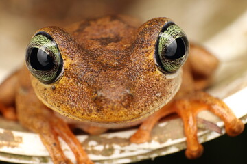 Detalle de hermosa rana 