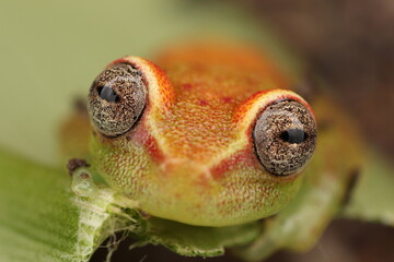 Detalle de hermosa rana 