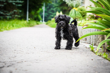 Little puppy schnauzer is playing in nature. He loves running. He is a happy dog.
