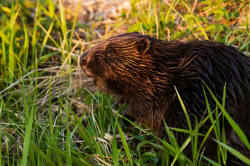 Eurasian beaver (Castor fiber) in the middle of lush and green fresh plants on a river bank in Estonian wild nature, Northern Europe. 