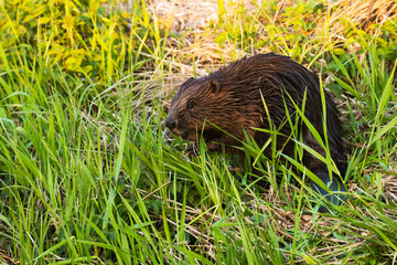 Eurasian beaver (Castor fiber) in the middle of lush and green fresh plants on a river bank in...