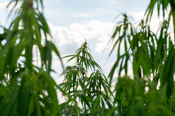 Naklejka premium canabis on marijuana field farm sativa weed hemp hash plantation panorama