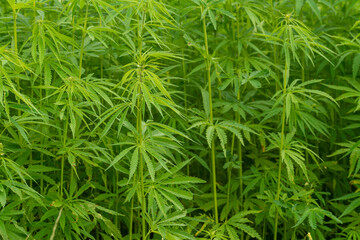 canabis on marijuana field farm sativa weed hemp hash plantation panorama
