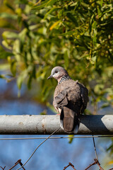 A Spotted Dove sitting on a fence