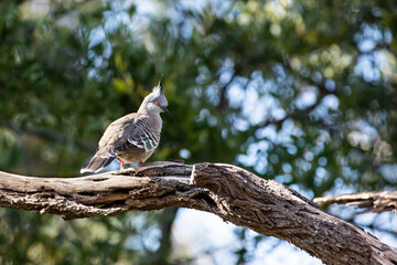 A Crested pigeon sitting on a tree