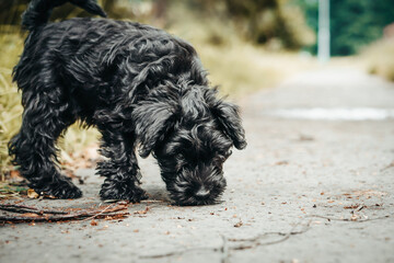 Little puppy schnauzer is playing in nature. He loves running. He is a happy dog.