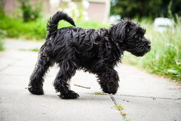 Little puppy schnauzer is playing in nature. He loves running. He is a happy dog.