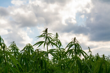canabis on marijuana field farm sativa weed hemp hash plantation panorama