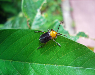 Beetle on leaf
