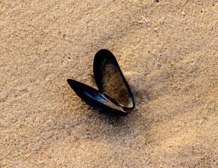 Fototapeta na wymiar sand and shells