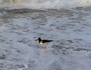 gull red beak