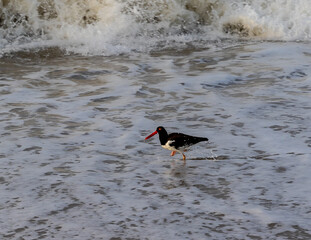red beak gull