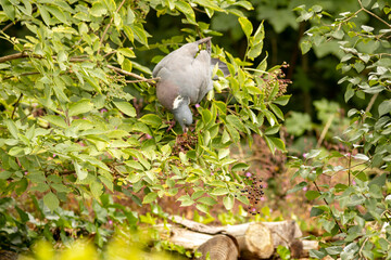 Common wood pigeon picking ripe black berries while balancing its weight on a branch in a European...